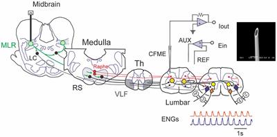 Monoamine Release in the Cat Lumbar Spinal Cord during Fictive Locomotion Evoked by the Mesencephalic Locomotor Region